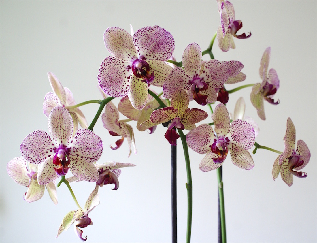 Фаленопсис фото. Фаленопсис Клеопатра. Фаленопсис Клеопатра Phalaenopsis Kleopatra. Орхидея Phalaenopsis Cleopatra. Орхидея Phalaenopsis Pamplona.